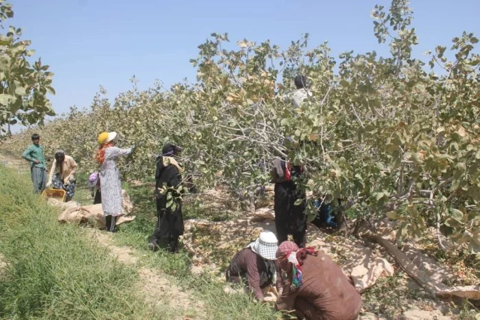 مکان های دیدنی شهر زیبای جیرفت + بهترین فصل سفر به جیرفت
