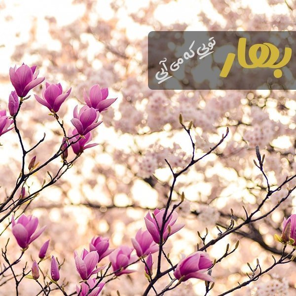 متن در مورد بهار , عکس در مورد بهار , شعر در مورد بهار , کپشن در مورد بهار