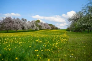 نوشته های زیبا درباره آمدن بهار مناسب اس ام اس