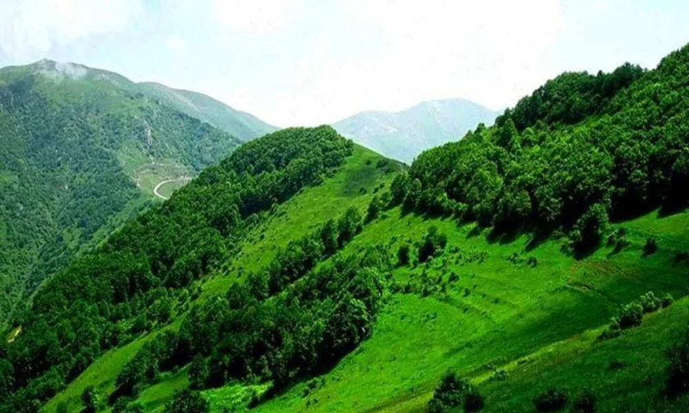جنگل دیزمار