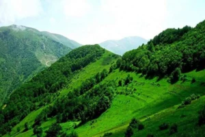 جنگل دیزمار