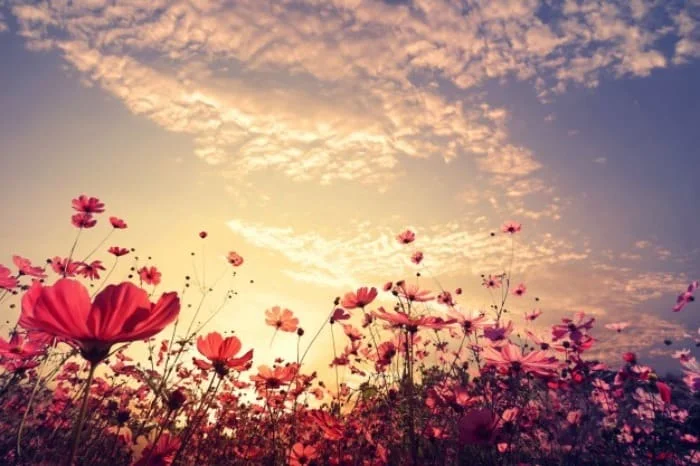 نوشته های زیبا درباره آمدن بهار مناسب اس ام اس