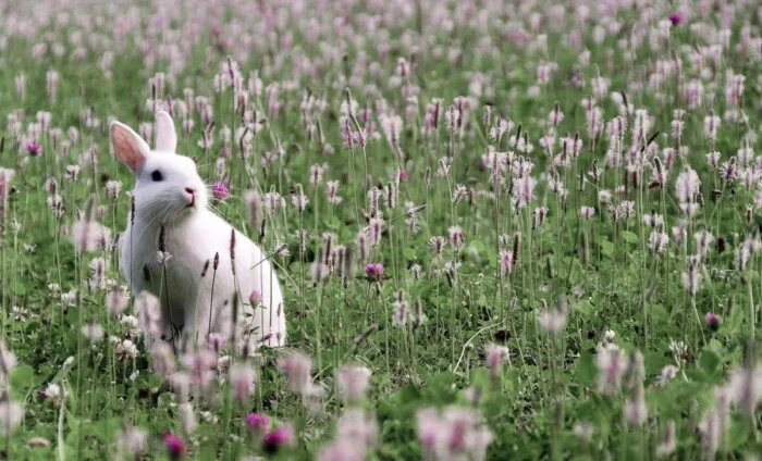 آیا یک حکایت ساده می‌تواند درسی بزرگ برای زندگی ما داشته باشد؟
