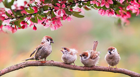 داستان تخیلی برای بهار