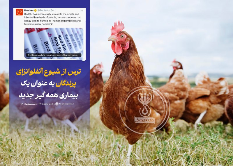ترس از شیوع آنفلوانزای پرندگان