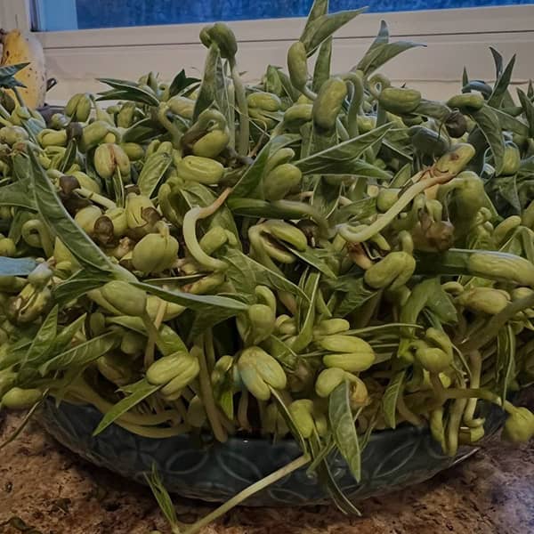 جوک عید نوروز, جوک سبزه عید نوروز سال نو