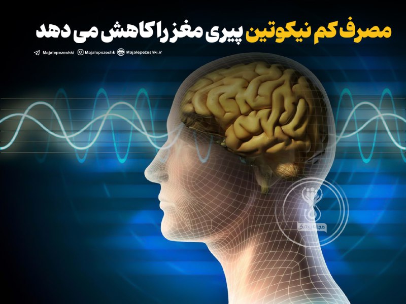 مصرف کم نیکوتین پیری مغز را کاهش می دهد!