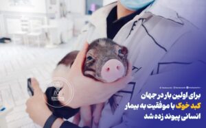 برای اولین بار در جهان کبد خوک با موفقیت به بیمار انسانی پیوند زده شد