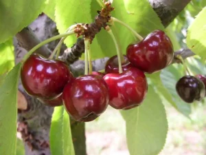 تازه نگه داشتن گیلاس